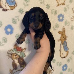Willy - Black and tan male Dachshund puppy in Springfield, Tennessee from Savannah’s Doxie Palace