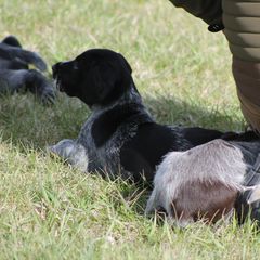 German Wirehaired Pointer Puppies from WyoWires German Wirehaired Pointers