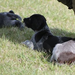 German Wirehaired Pointer Puppies from WyoWires German Wirehaired Pointers