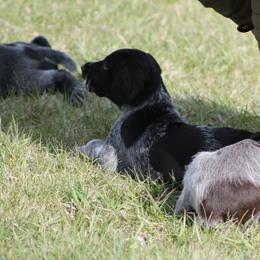German Wirehaired Pointer Puppies from WyoWires German Wirehaired Pointers