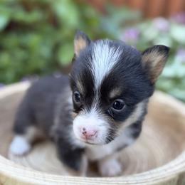Satele Shan - Black and tan female Pembroke Welsh Corgi puppy in Olathe, Colorado from Rocking LJ Breeding