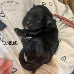 Dumpling - Black female Schnoodle puppy in Sedalia, Missouri from Farmer Brown's Puppies
