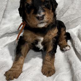 Golden Mountain Doodle Puppies from Z Doodles