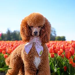 Poodle puppies from Heavenly Puppies to Love