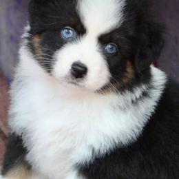 Daiquiri - Black tri female Miniature American Shepherd puppy in South Branch, Michigan from Ross Ranch Mini and Standard Aussie's