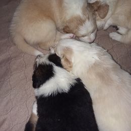 English Shepherd Puppies from ThreeDarkBays English Shepherds