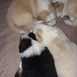English Shepherd Puppies from ThreeDarkBays English Shepherds