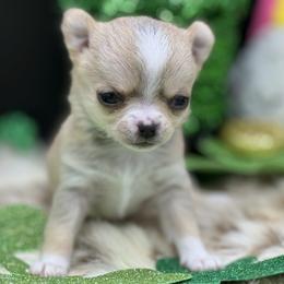Baby - Black sabled silver female Chihuahua puppy in Lee Center, New York from Alfheim-Andromeda Chihuahua's (A &A's)