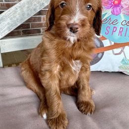 Goldendoodle Puppies from Halo Doodles