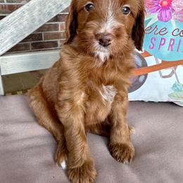 Goldendoodle Puppies from Halo Doodles