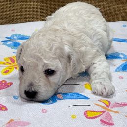 Sunny - White female Poodle puppy in Columbus, Mississippi from Rocky Road Kennel