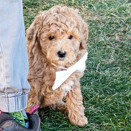Macadamia - Apricot female Goldendoodle puppy in Roy, Utah from Doodles are Amazing