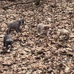 Mountain Cur Puppies from Walnut Ridge Mountain Curs