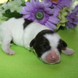 Australian Labradoodle Puppies from Windsor Creek Labradoodles