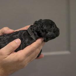 Labradoodle Puppies from SOLA Doodles