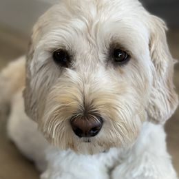 Birdie Rue - Goldendoodle