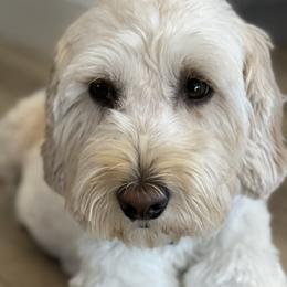Birdie Rue - Goldendoodle