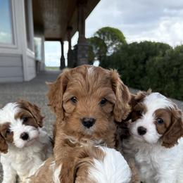 Cavapoo Puppies from Columbia Basin Puppies