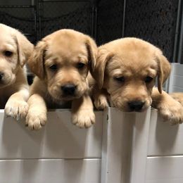 Labrador Retrievers from Kathy's Labradors