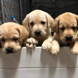 Labrador Retrievers from Kathy's Labradors
