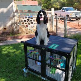 Emmy - English Springer Spaniel