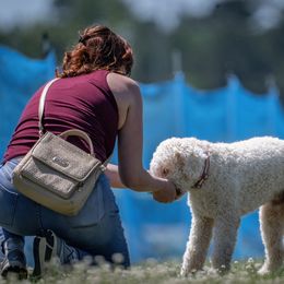 Lagotto Romagnolo All Grown Up from Brianna Johnson