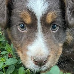 Miniature Australian Shepherds and Toy Australian Shepherds from Copper  Star Aussies