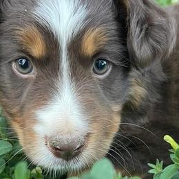 Miniature Australian Shepherds and Toy Australian Shepherds from Copper  Star Aussies