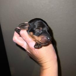 Adam - Black and tan male Dachshund puppy in La Junta, Colorado from Royal King’s Mini Dachshunds