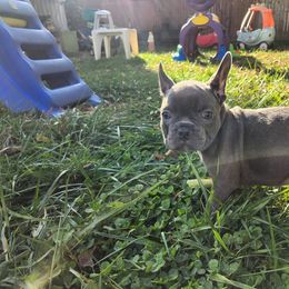 French Bulldog Puppies from Sun City Kennels