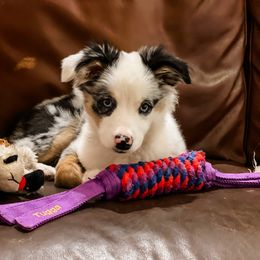 Beth - Blue merle Miniature Australian Shepherd puppy in Goldsboro, North Carolina from Maple Ridge Farm