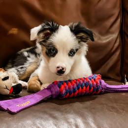 Beth - Blue merle Miniature Australian Shepherd puppy in Goldsboro, North Carolina from Maple Ridge Farm