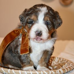 EMMA - MINI BERNEDOODLE - Blue merle female Bernedoodle puppy in Apple Creek, Ohio from Kathryn Troyer