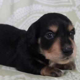 Bud 2k plus fee CKC - Black and tan male Dachshund puppy in Cowen, West Virginia from Bennett Babies