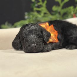 Prancer - Black male Goldendoodle puppy in Rainier, Oregon from Beaver Springs Puppies