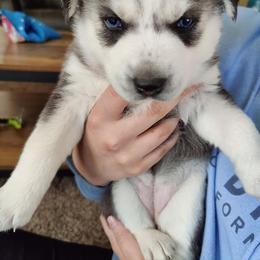 Alaskan Malamute and Siberian Husky Puppies from Chocolate Hollow Farms