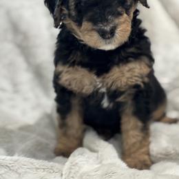 Golden Mountain Doodle Puppies from Z Doodles