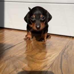 Link - Black and tan male Dachshund puppy in Los Angeles, California from Dachshunds of the Desert