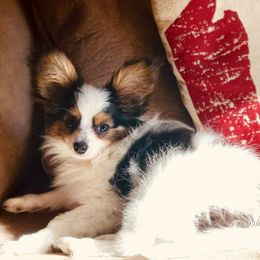 Papillon Puppies from A Breed Apart Papillons