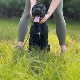 Cane Corso Puppies from Arcana Cane Corso