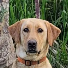 Labrador Retrievers from Iron Sights Retrievers