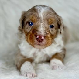 RMM6 - Red merle male Aussiedoodle puppy in Prague, Oklahoma from Classic K9’s  Aussies & Doodles