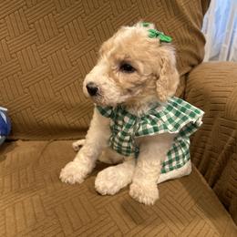 Ava - Parti female Poodle puppy in Mobile, Alabama from Semmy’s Standard Poodle LLC