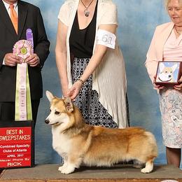 Pembroke Welsh Corgis from Perivale Pembroke Welsh Corgis
