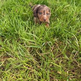 Cockapoo, Dachshund, Miniature Schnauzer, and Yorkshire Terrier Puppies from LUXEYPUPS