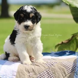 George - Tri-color male Bernedoodle puppy in Lowry City, Missouri from Cooper Creek Puppies
