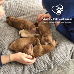 Cockapoo Puppies from Chesley Hill Cockapoos