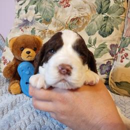 Contentment - White and liver male English Springer Spaniel puppy in Kingsport, Tennessee from Leandra's English Springer Spaniels