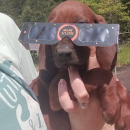 Bluetick Coonhound and Redbone Coonhound Puppies from Harmons Hounds