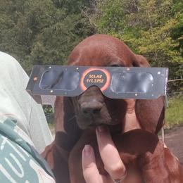 Bluetick Coonhound and Redbone Coonhound Puppies from Harmons Hounds